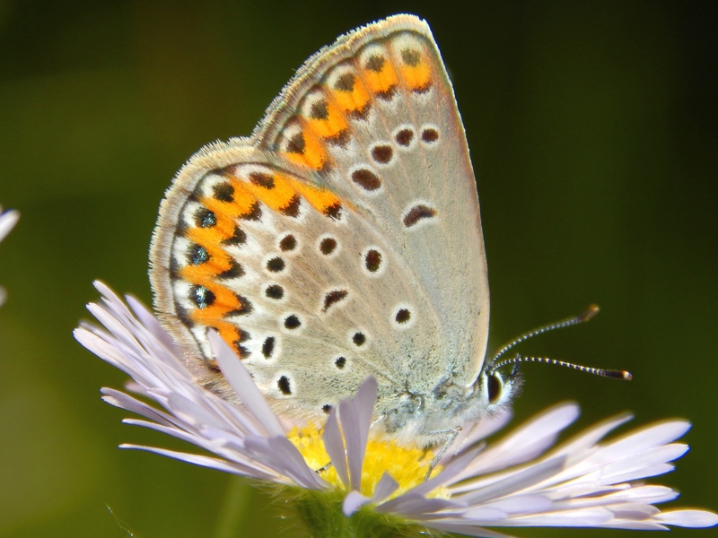 Plebejus cfr. argus